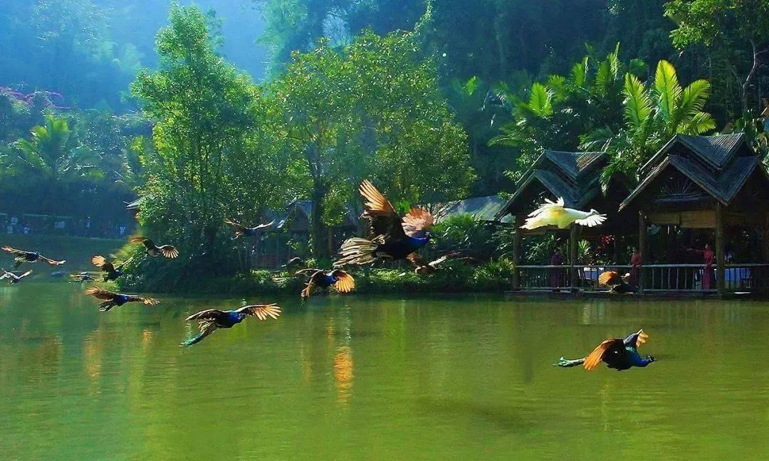幻想森林逃生